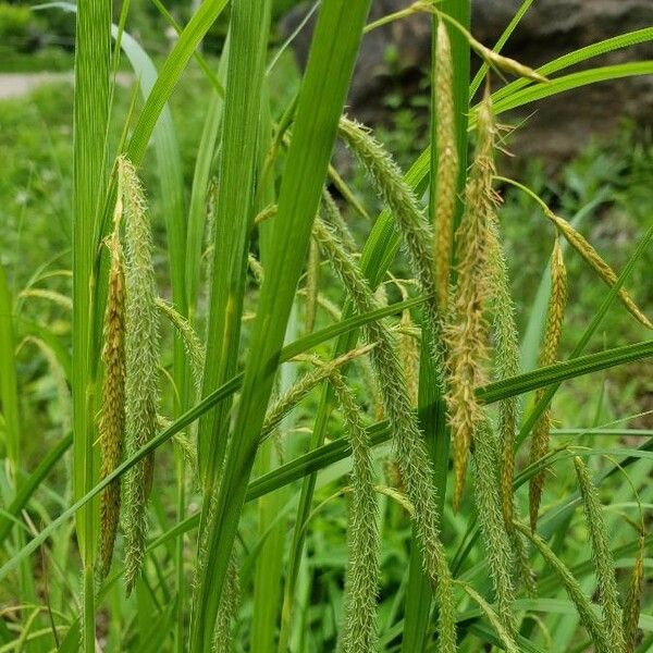 Carex crinita Frugt