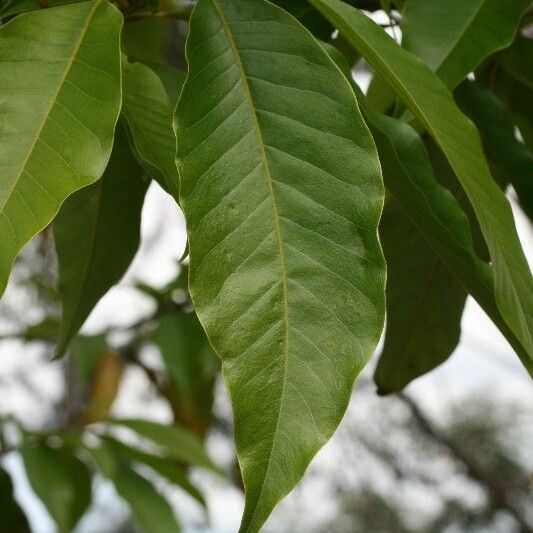 Michelia champaca Leaf