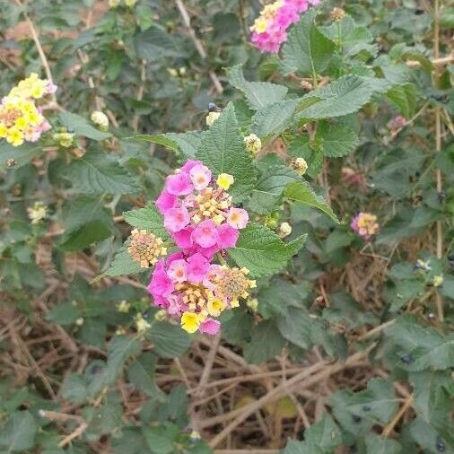 Lantana camara Bloem