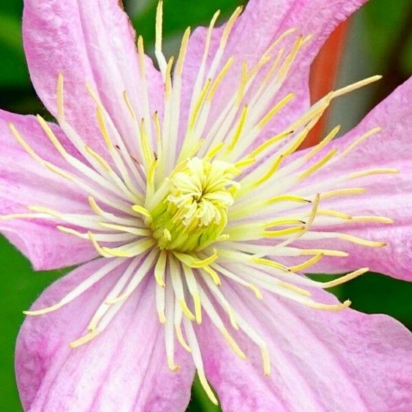 Clematis viticella Fiore