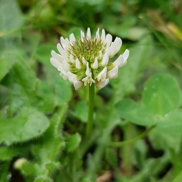 Trifolium repens Flor