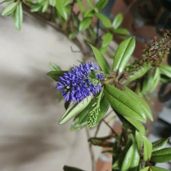 Hebe salicifolia Flower