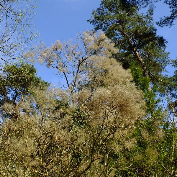 Cotinus coggygria Ovoce