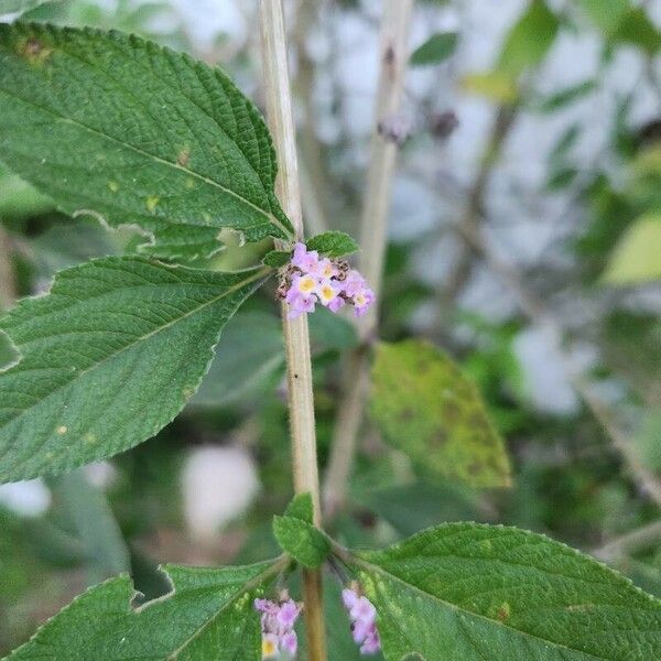 Lippia alba Kukka