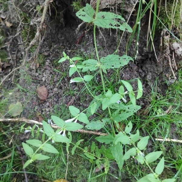 Scutellaria minor 整株植物