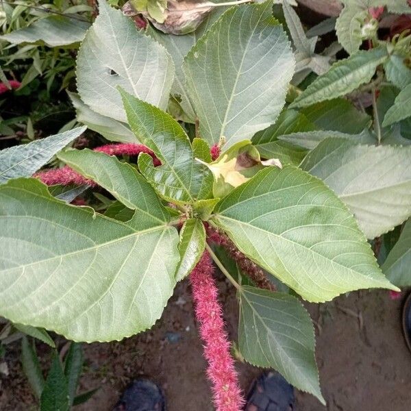 Acalypha hispida 花