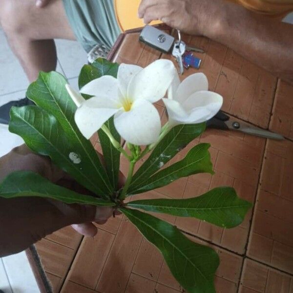 Jatropha multifida Floare
