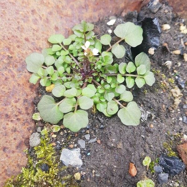 Cardamine hirsuta पत्ता