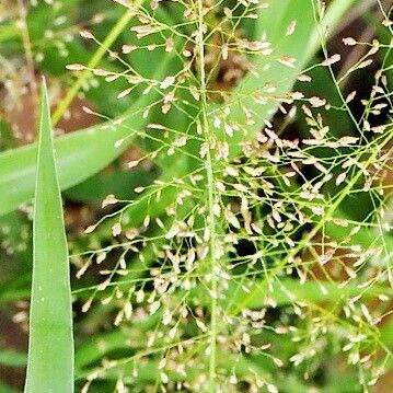 Eragrostis tenella Кветка