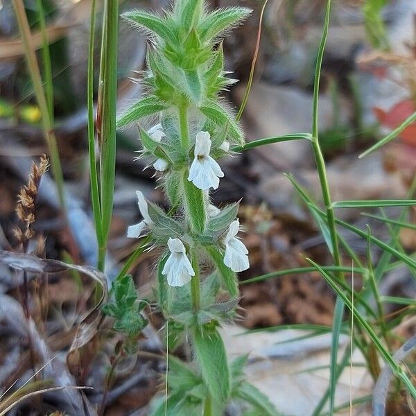 Sideritis romana ᱮᱴᱟᱜ