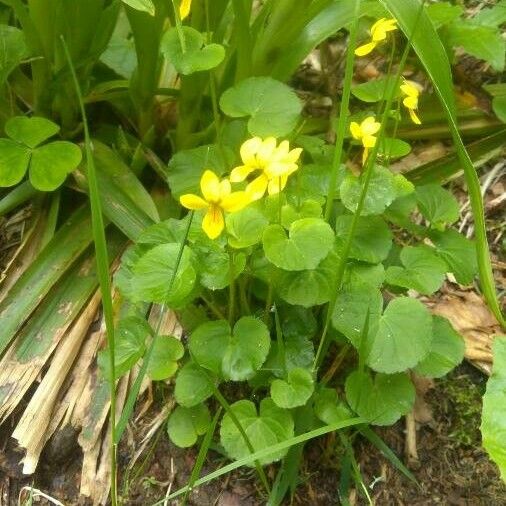 Viola sempervirens Fleur