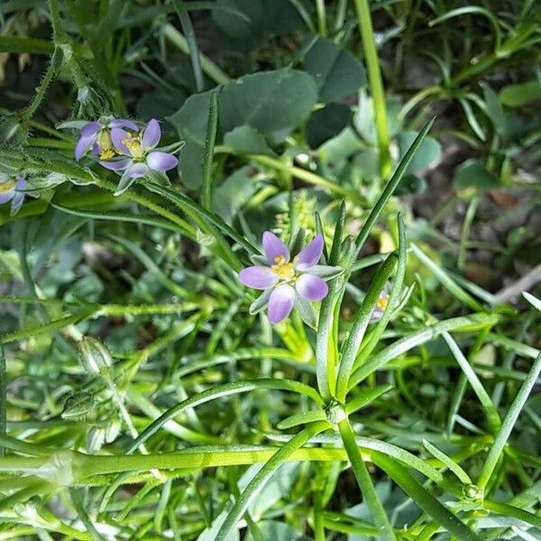 Spergularia marina Leaf