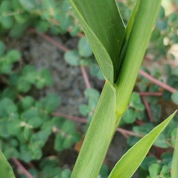 Setaria verticillata Schors