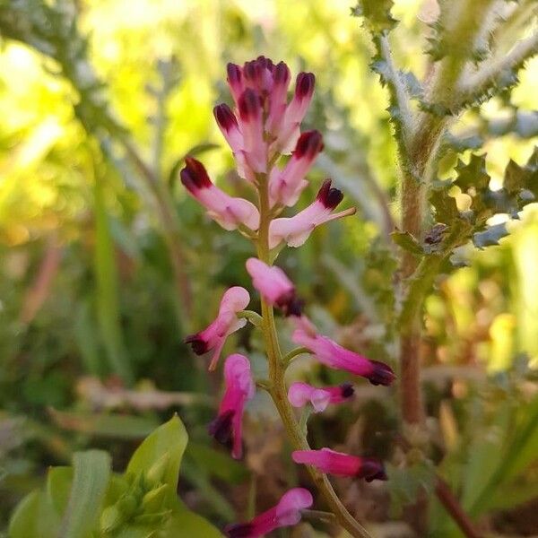 Fumaria bastardii Flower