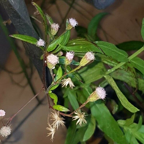 Ayapana triplinervis Flower