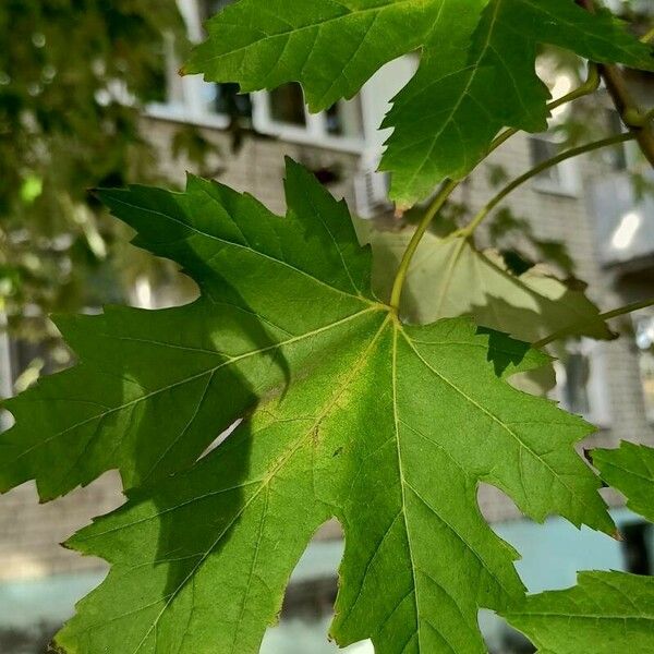 Acer saccharinum Folio