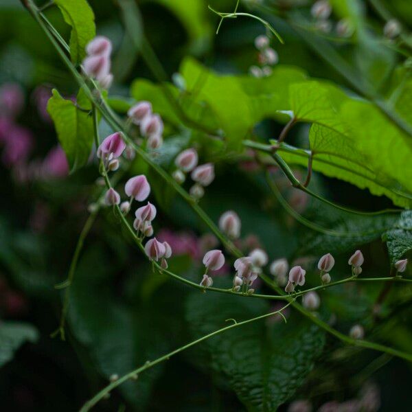 Antigonon leptopus Blüte