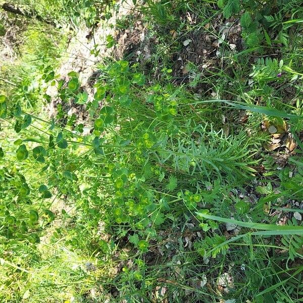 Euphorbia segetalis Blad