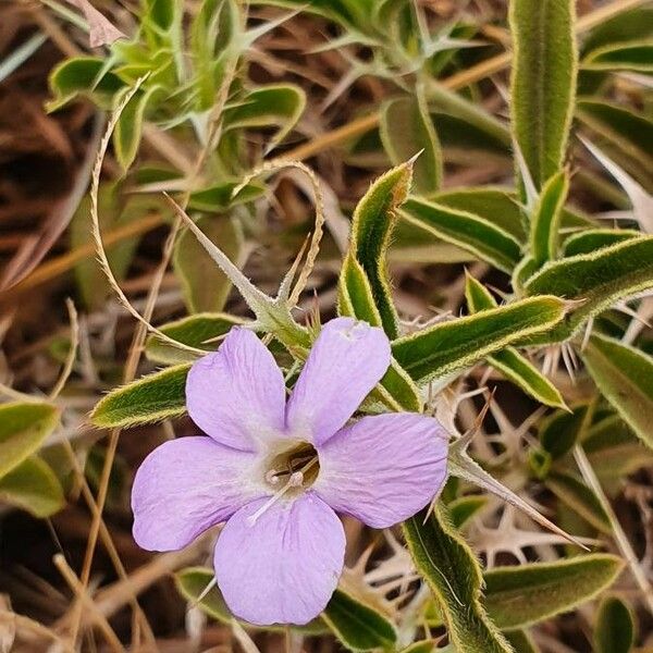 Barleria delamerei Blomma