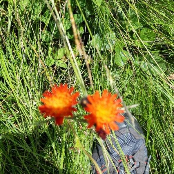 Pilosella aurantiaca Virág