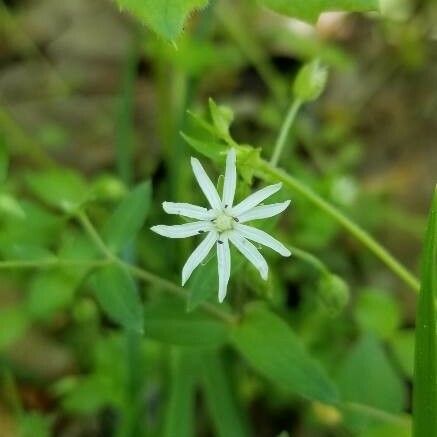 Stellaria pubera Flower