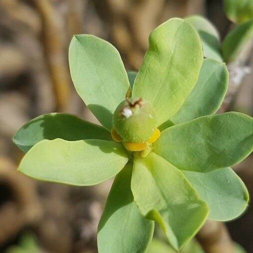 Euphorbia balsamifera Frunză