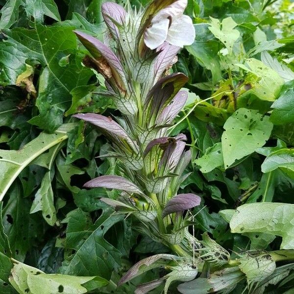 Acanthus spinosus Flower