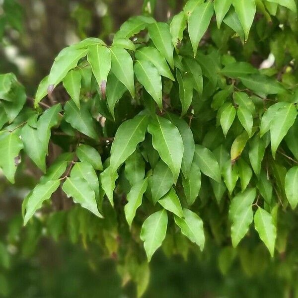 Plinia cauliflora Leaf