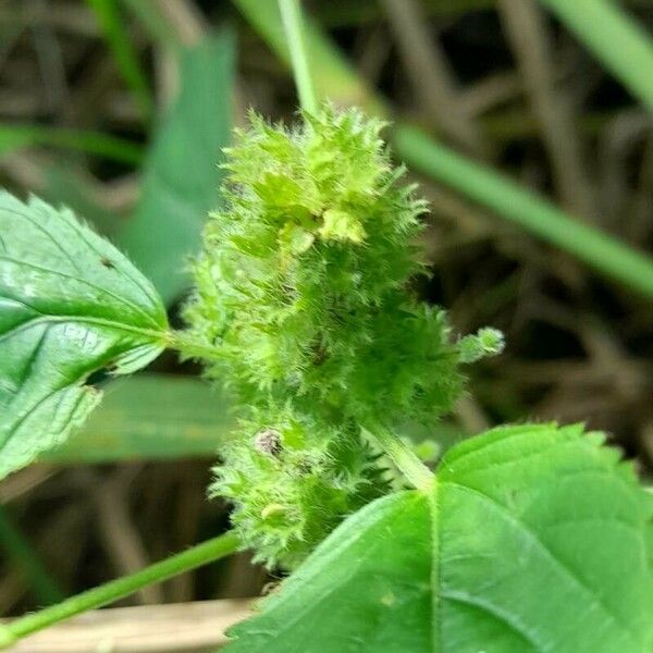 Acalypha poiretii ফুল