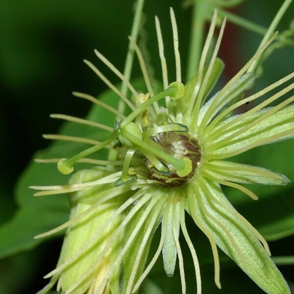 Passiflora lutea Flower