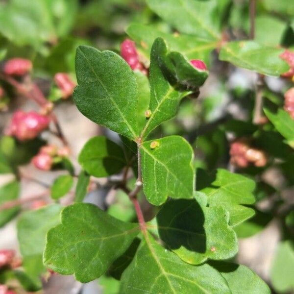 Rhus trilobata पत्ता