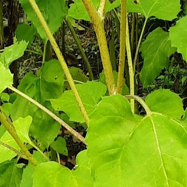 Helianthus debilis Bark