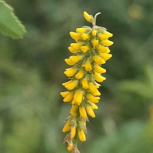 Melilotus indicus Flors