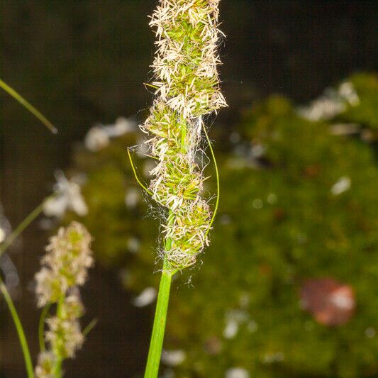 Carex otrubae Blomma