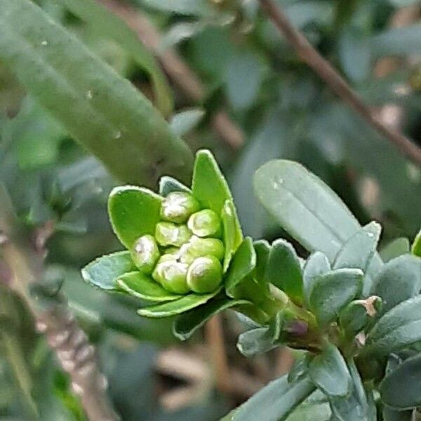 Iberis sempervirens Květ