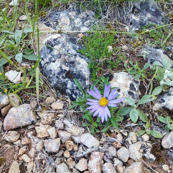Aster alpinus Çiçek