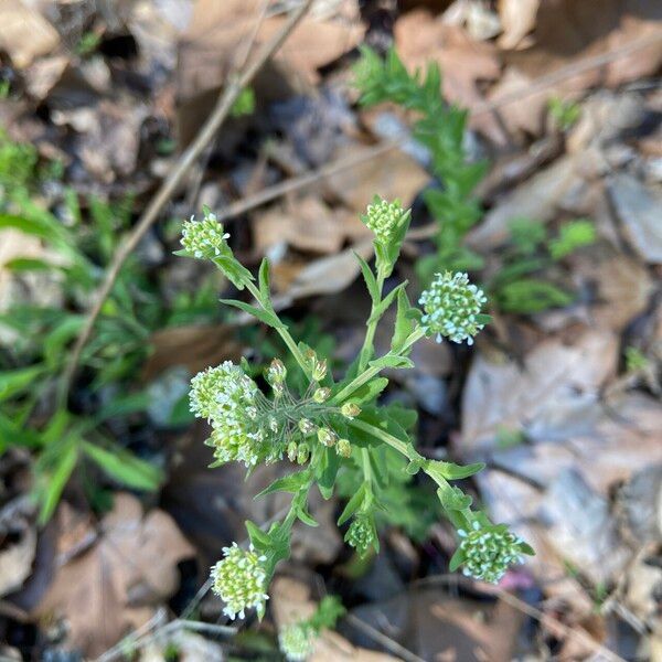 Lepidium campestre Цвят