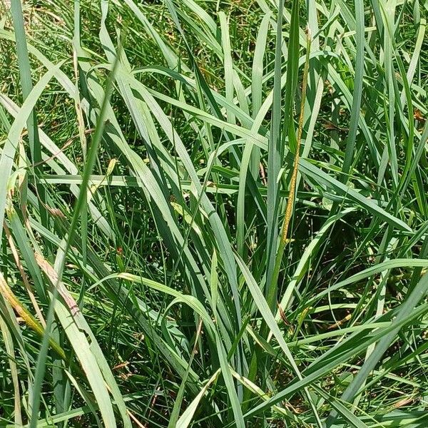 Dactylis glomerata Blatt