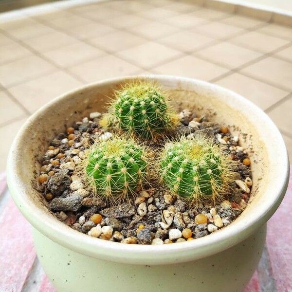 Echinocereus coccineus Frunză