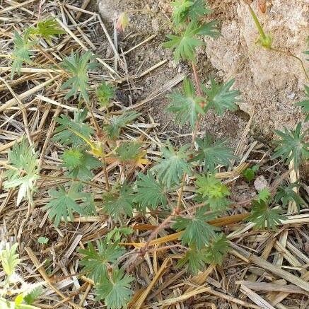 Geranium carolinianum List