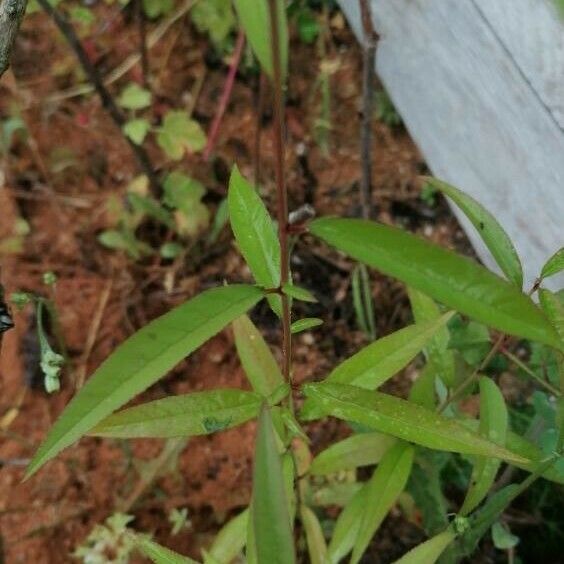 Ludwigia alternifolia 葉