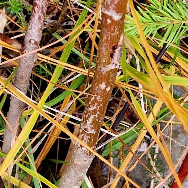 Salix eleagnos Bark