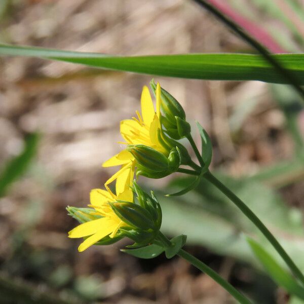 Blackstonia perfoliata Blomst