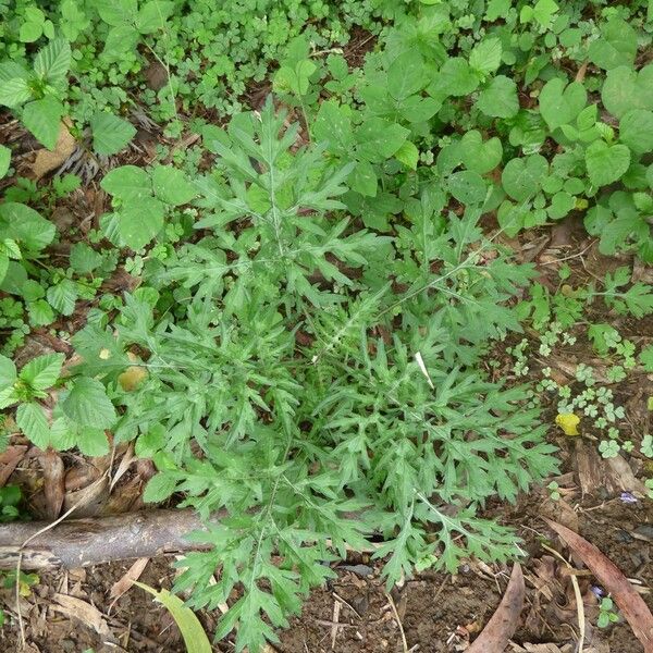 Parthenium hysterophorus Хабит