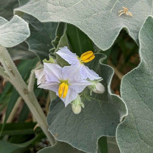 Solanum incanum ফুল