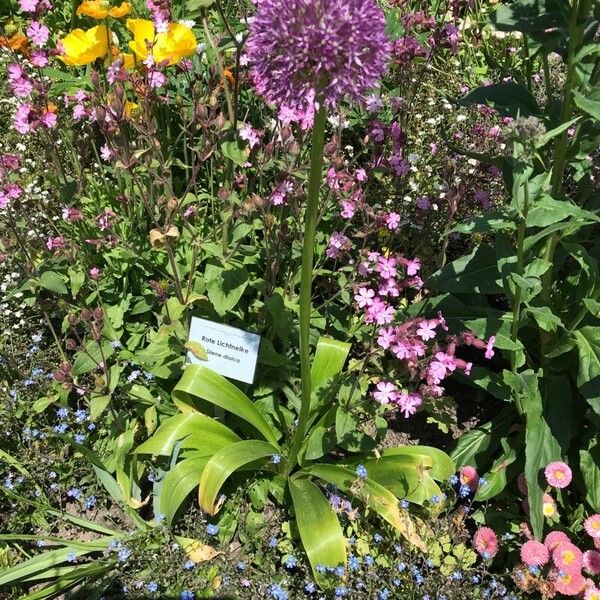 Allium giganteum 花