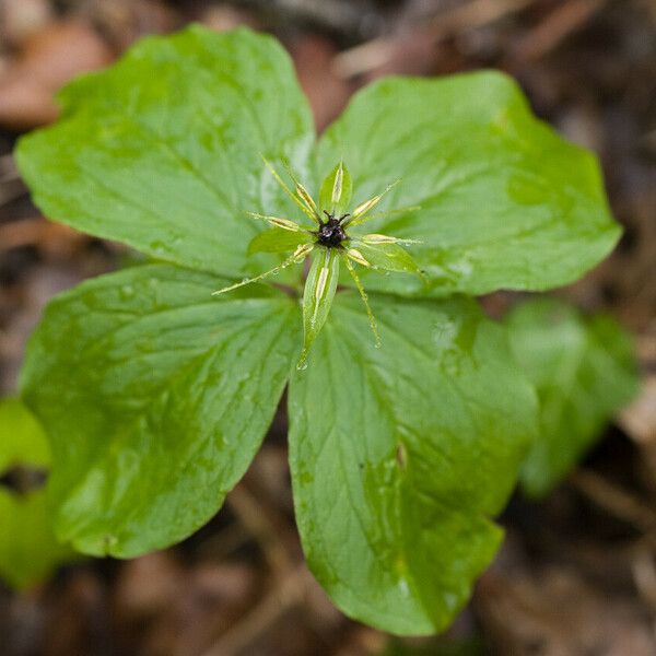 Paris quadrifolia Blad