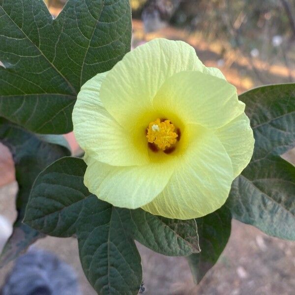 Gossypium barbadense Bloem