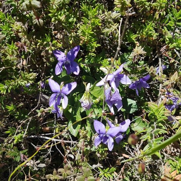 Viola riviniana Fleur