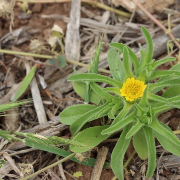 Asteriscus aquaticus Folha